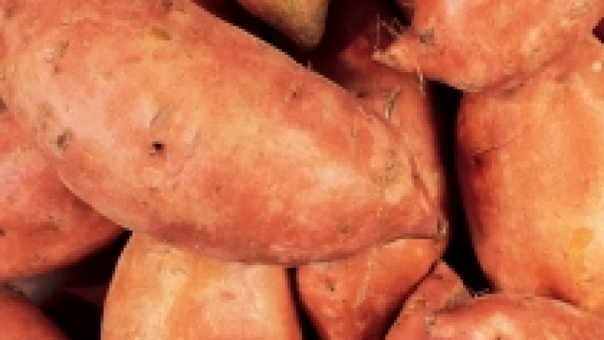 progesteronul ar putea fi folosit in regenerarea tesutului cerebral