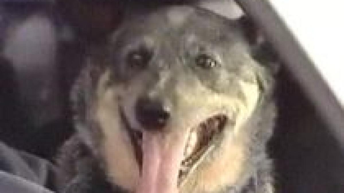 fetita de trei ani salvata de cainele ei dupa ce s a ratacit