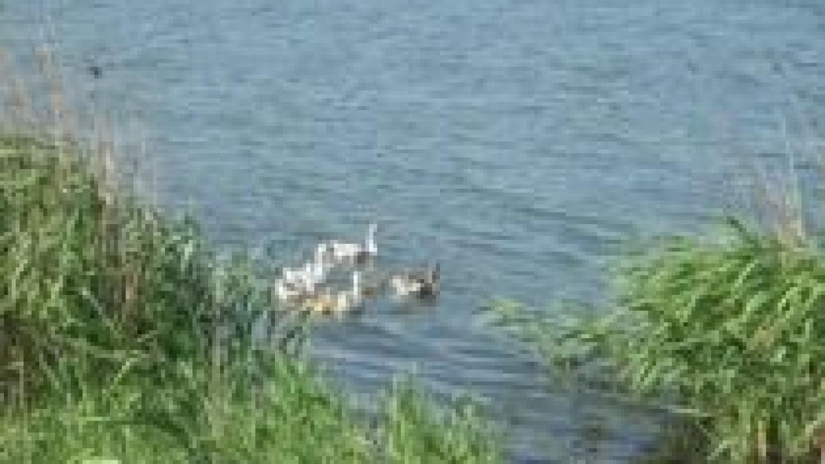 tanara neidentificata gasita moarta in canalul dunare marea neagra