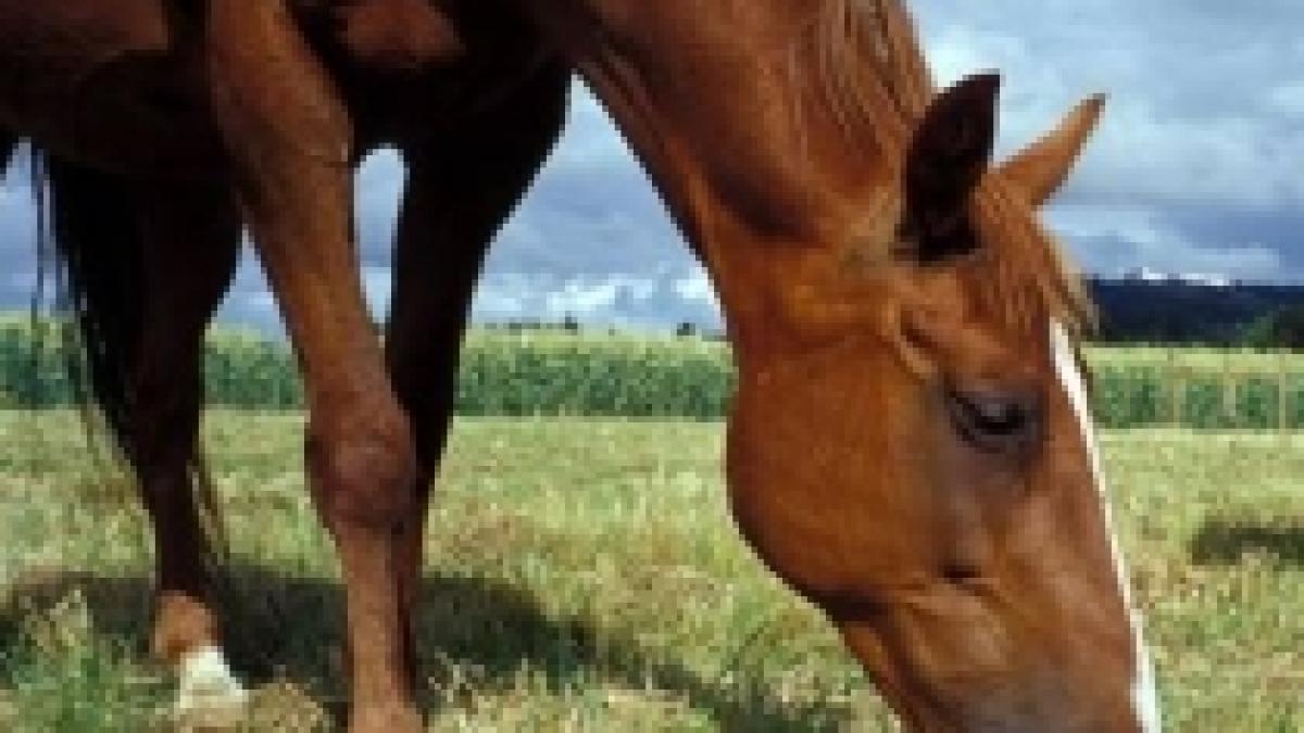 cruzime dusa la extrem si a batut calul cu toporul si l a transat in mijlocul strazii video