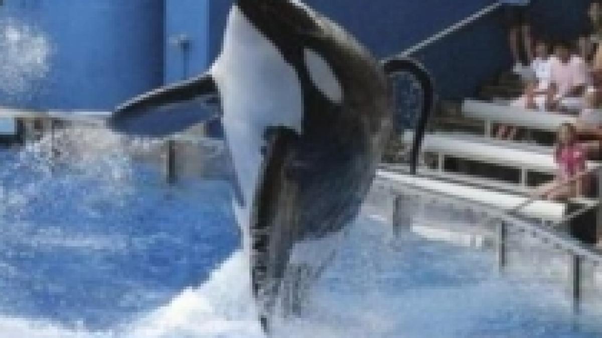 o dresoare de la un parc acvatic din florida a fost ucisa de o orca video