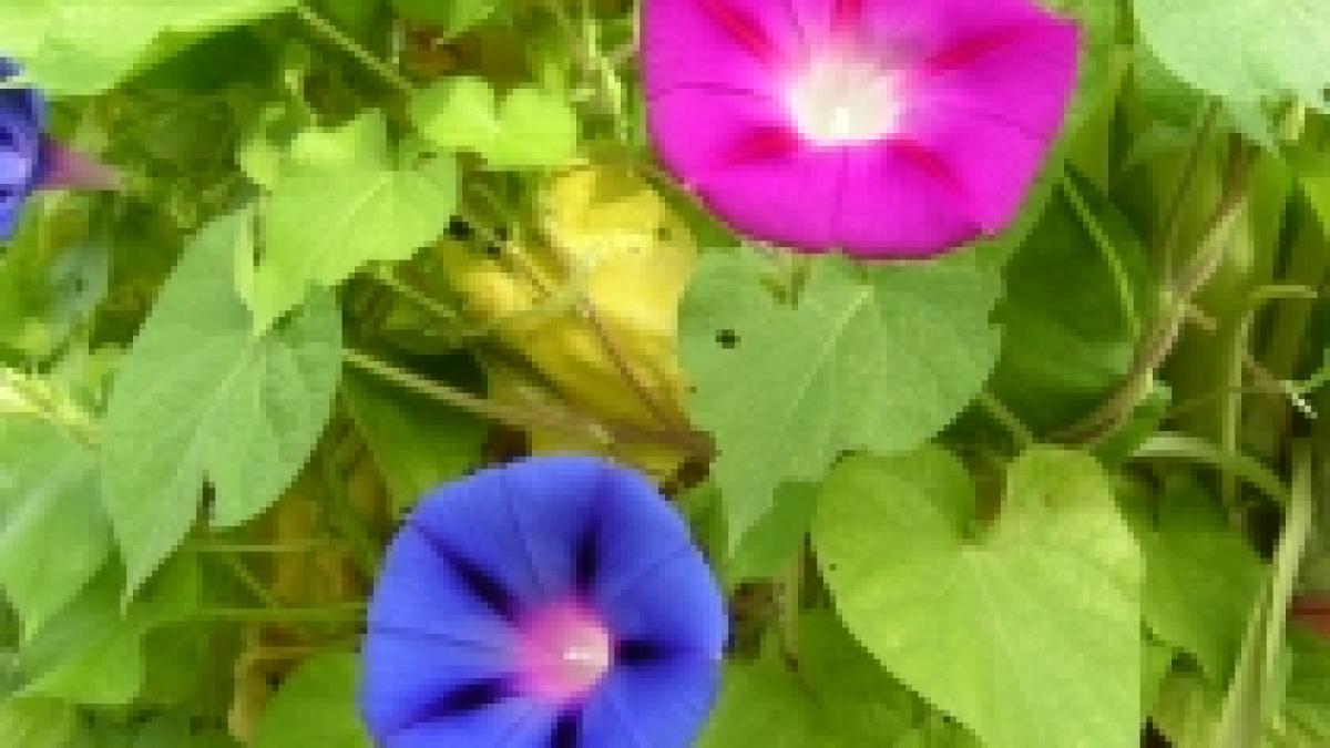 etnobotanicele revin in actualitate produsele halucinogene pot fi cumparate din supermarket video