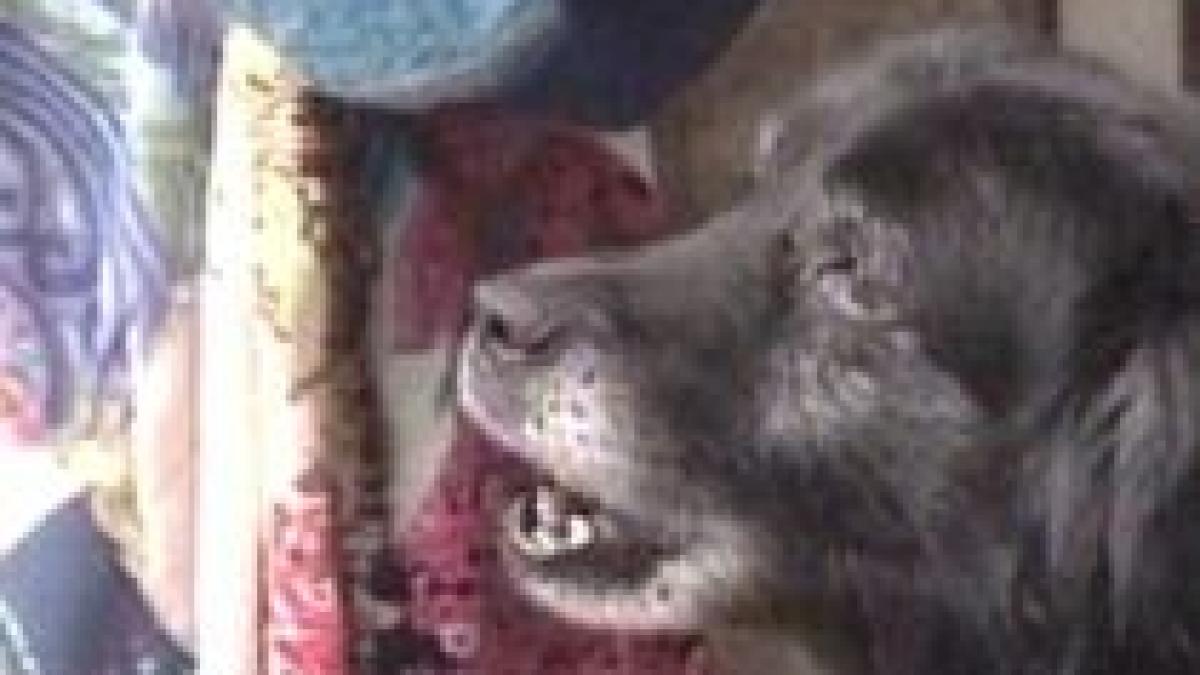 sentinta in premiera daune de 5 000 euro pentru o romanca muscata de caine video