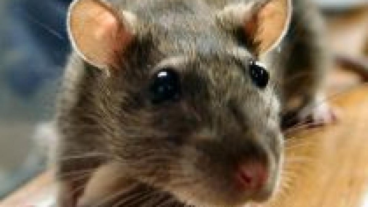 200 de pasageri evacuati dupa ce un soarece a fost gasit la bordul unui avion