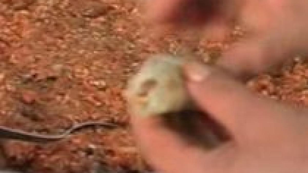 ministrul sanatatii despre taxa pe fast food sarmalele si mititeii nu vor fi taxate