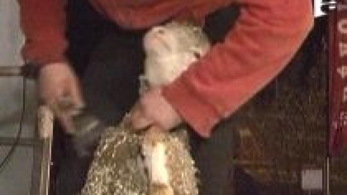 concurs de tuns oi in franta noua atractie turistica a alpilor video