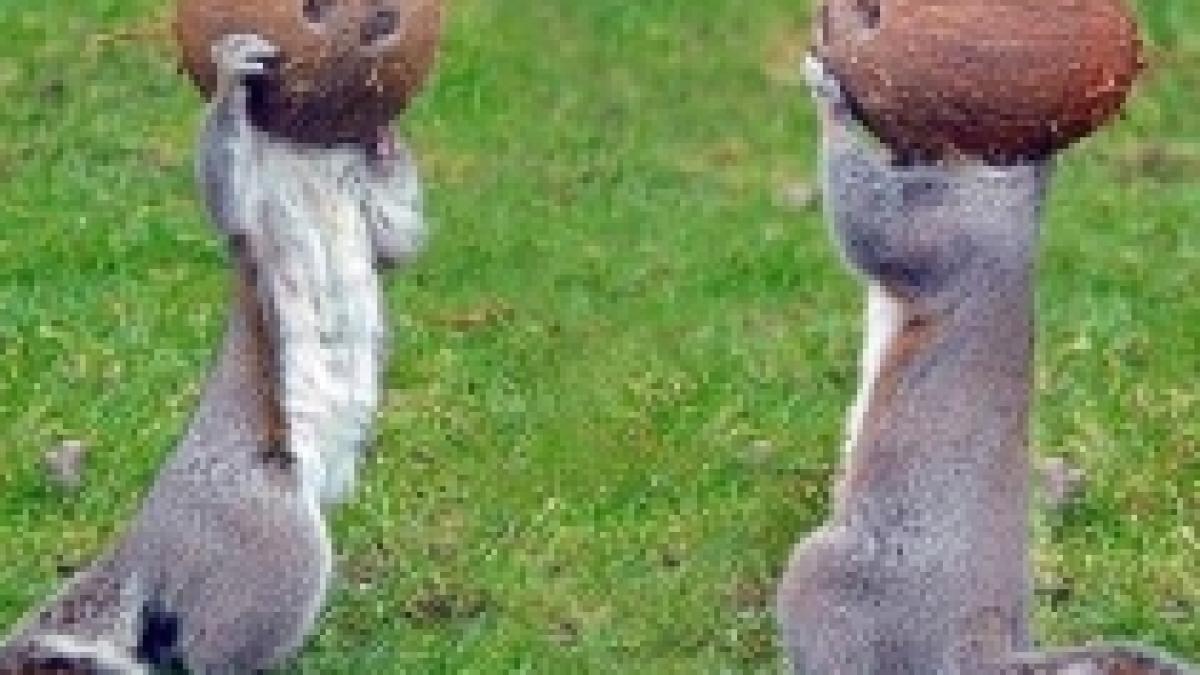 astro veveritele imagini amuzante surprinse de un fotograf amator foto