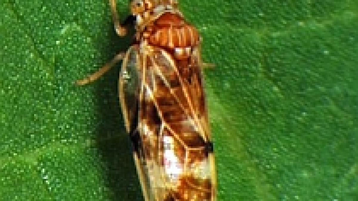 londra importa o insecta japoneza pentru a combate buruienile