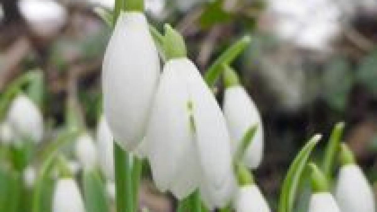 primavara vine duminica si se termina miercuri vezi prognoza meteo pentru urmatoarea perioada