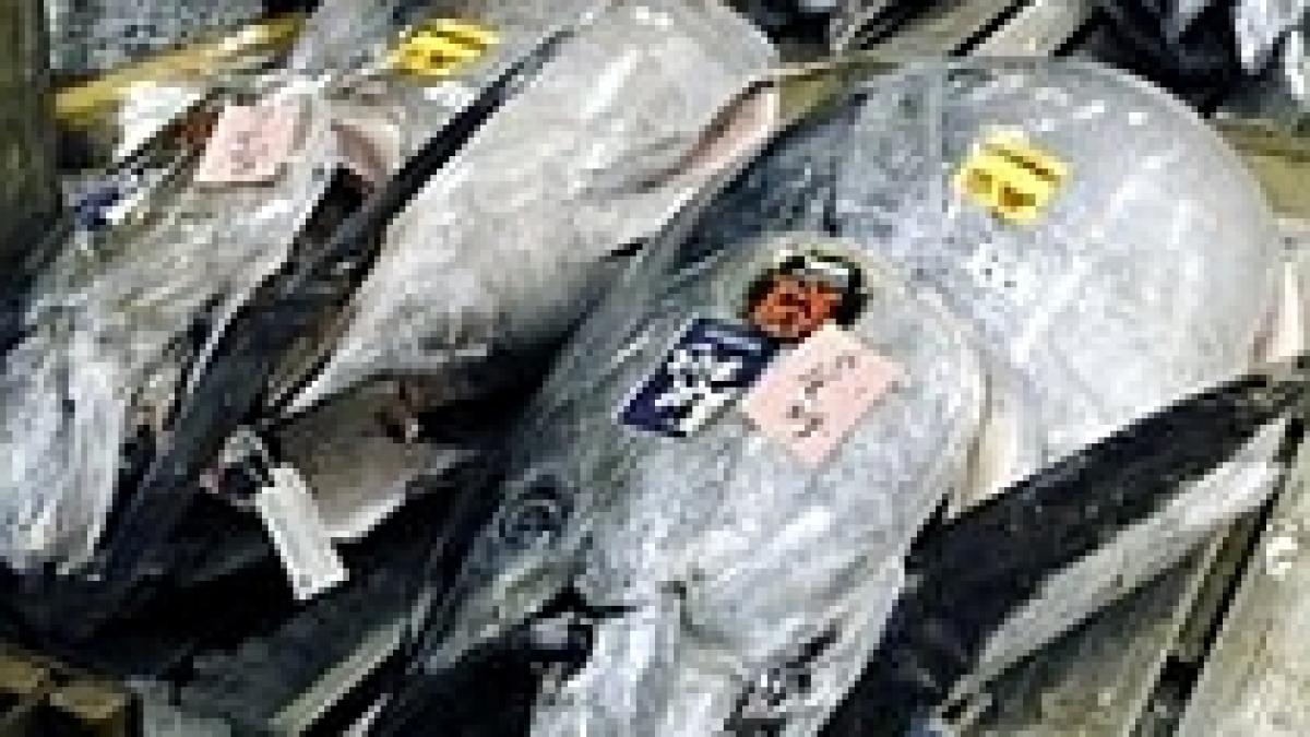 ue a decis sa sustina alaturi de sua interzicerea comertului international cu ton rosu