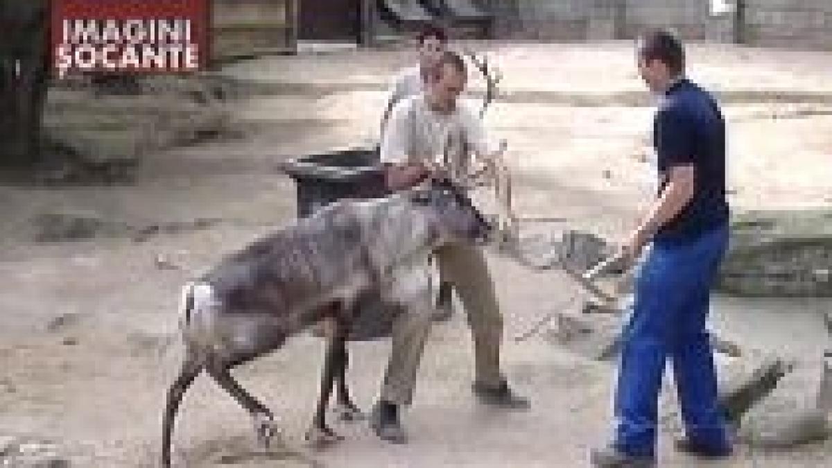 belgia angajati ai unei gradini zoologice trimisi in judecata deoarece au fost prea violenti cu un