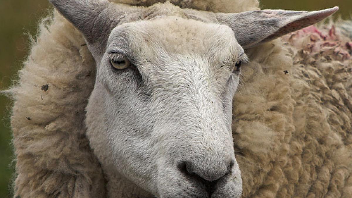 oradea in lipsa de bani fiscul confisca oi