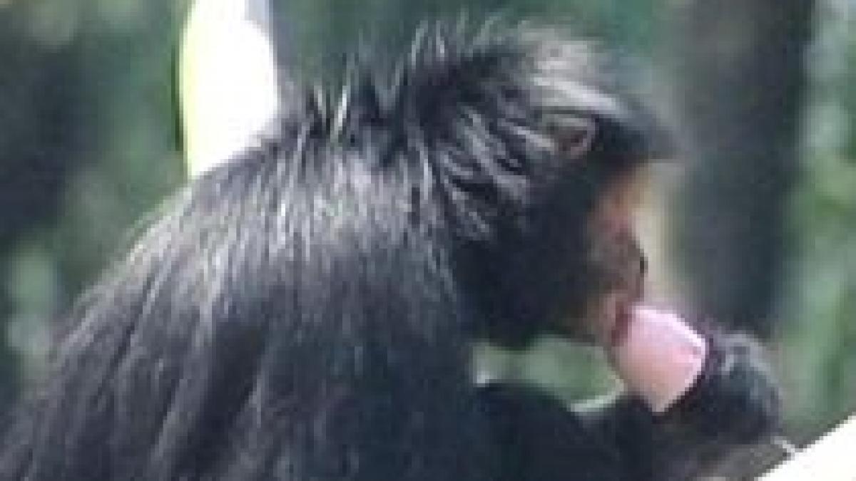 animale racorite cu inghetata si fructe congelate la o gradina zoologica din brazilia video