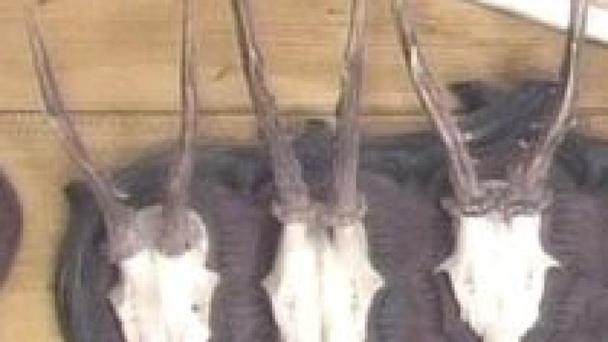 un aradean sculpteaza piese unicat pentru clienti straini video