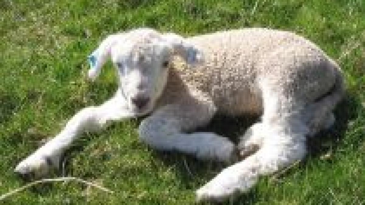 preturi mai mari de pasti carnea de miel se va scumpi cu 20