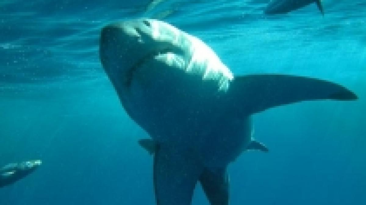 rechinul ar putea fi declarat specie pe cale de disparitie