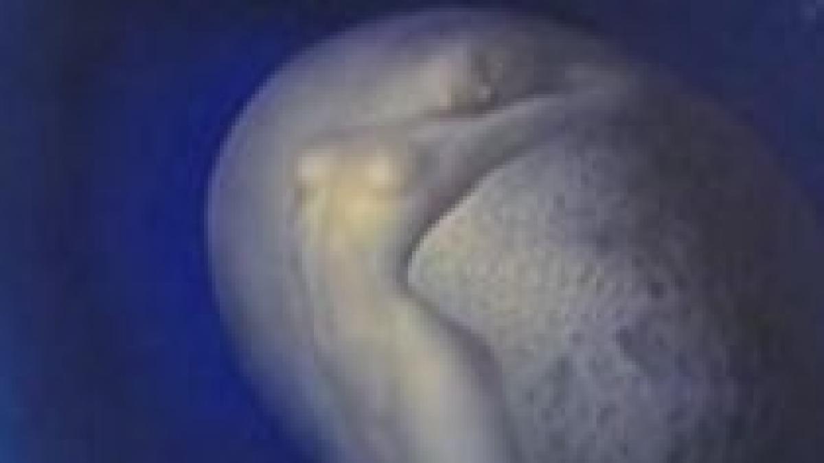 nud pictat de sabin balasa acoperit pe perioada sedintei de guvern de la iasi video