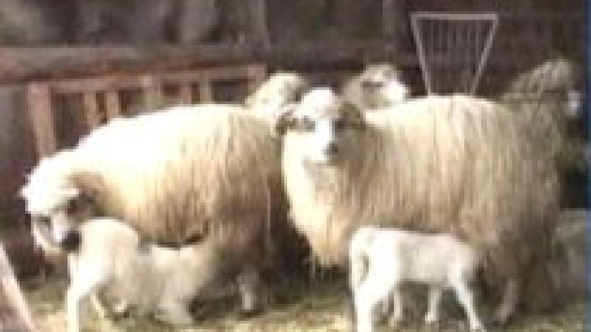 miei mai putini din cauza sarbatorilor timpurii video