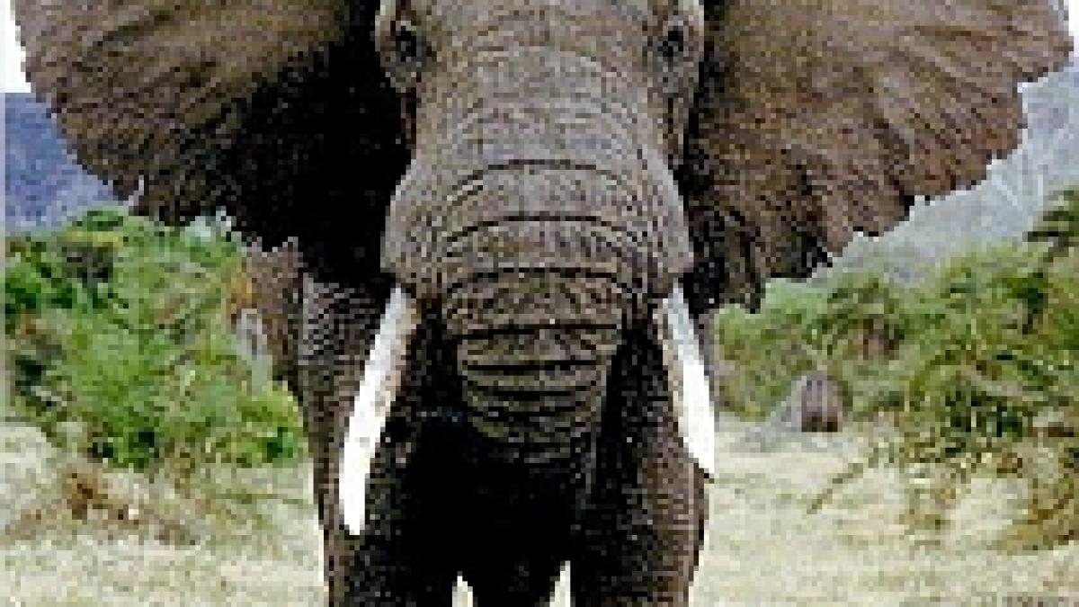 ecologistii au inceput sa foloseasca echipament militar contra braconierilor