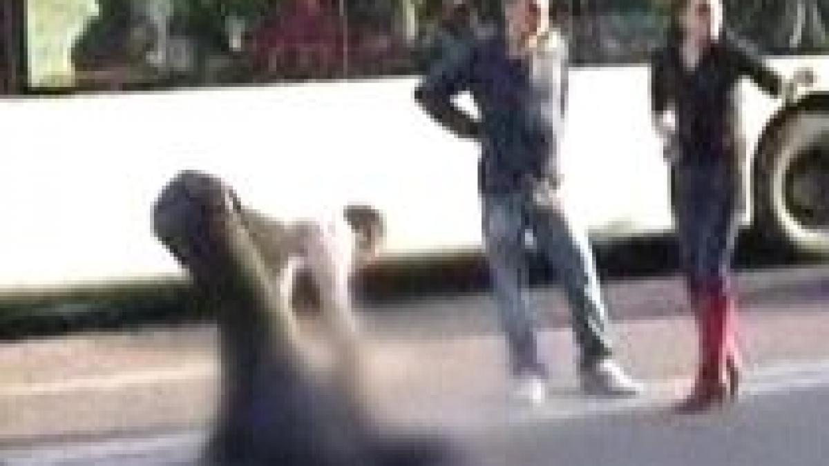 barbatul lovit si abandonat pe trecerea de pietoni jefuit in timp ce zacea pe asfalt video