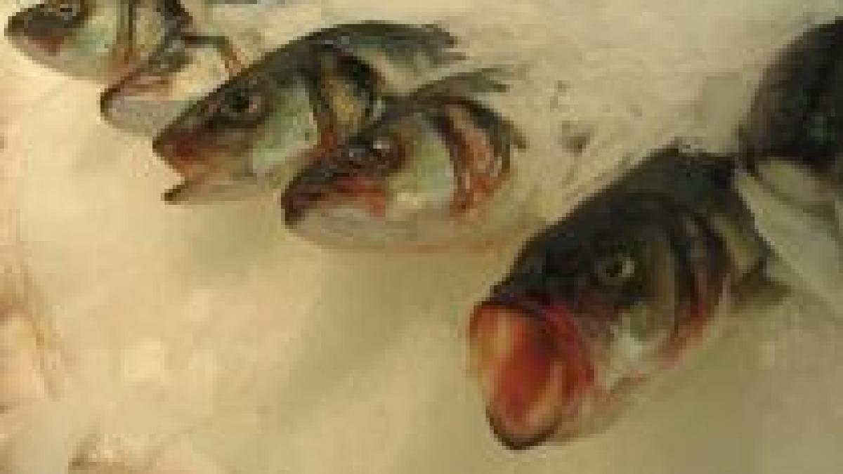 camioanele cu peste ieftin solutia argentinei pentru a combate criza