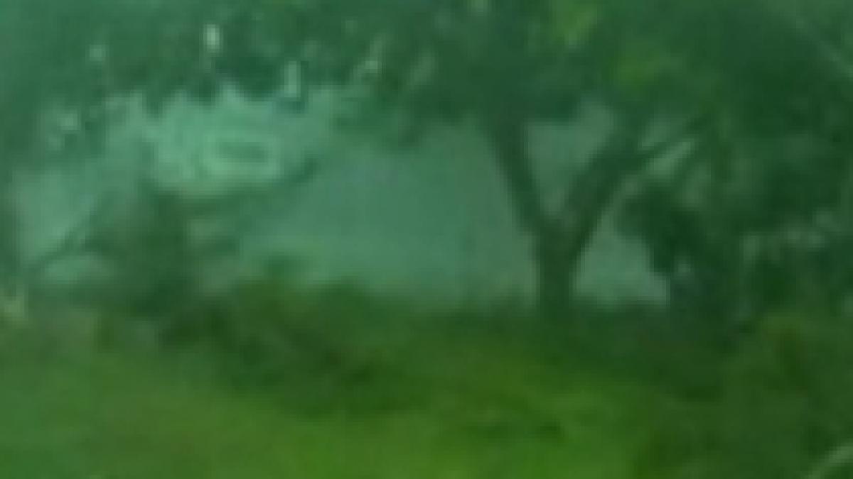 furtuna violenta in australia 150 000 de oameni au ramas fara curent electric video