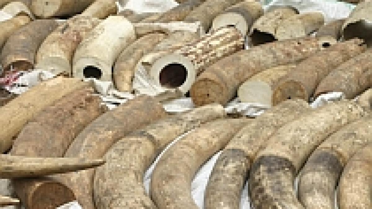 onu respinge reluarea comertului cu fildes