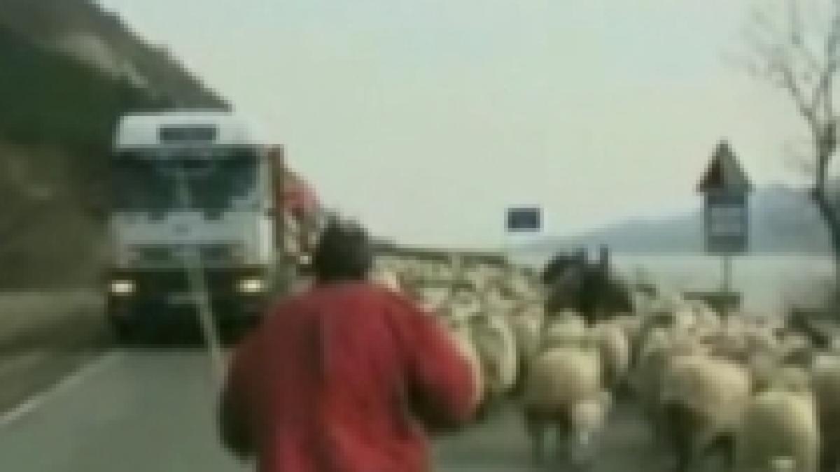 oile au invadat un drum european video