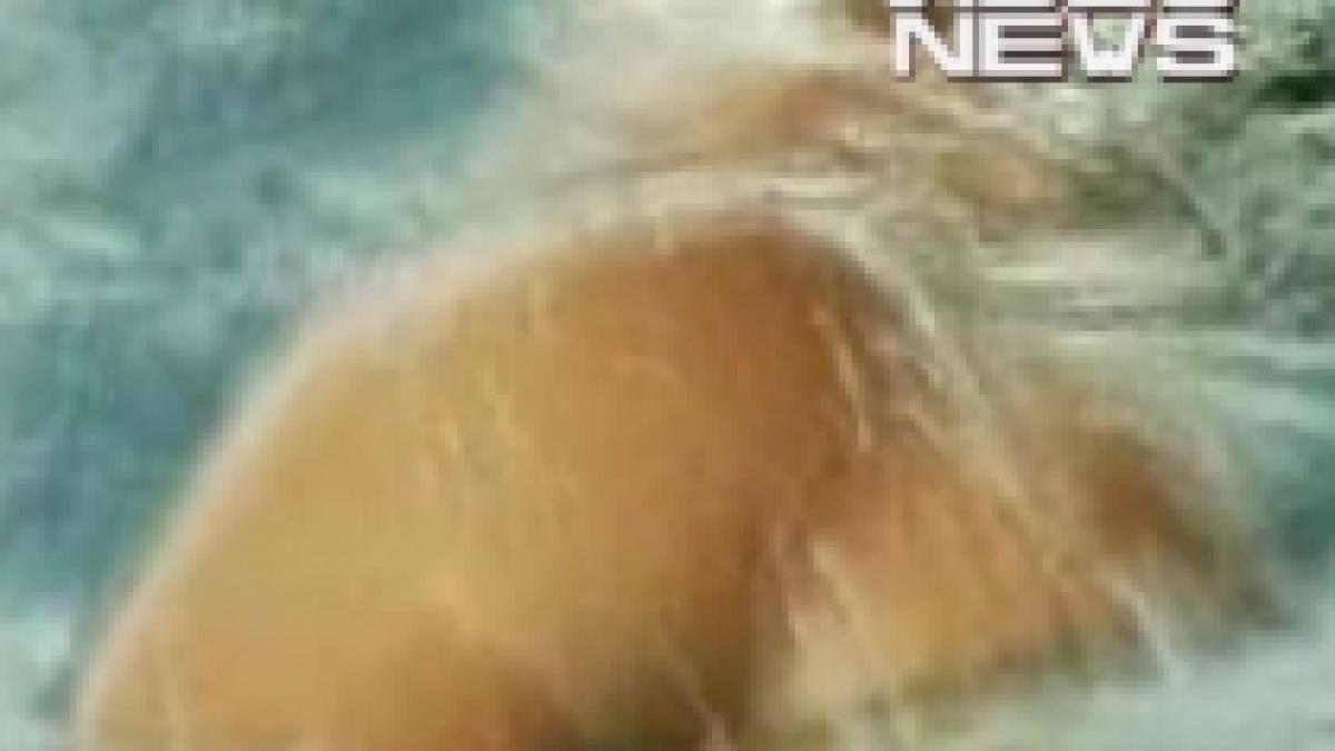 s a dezbracat ca sa atraga atentia unui barbat video