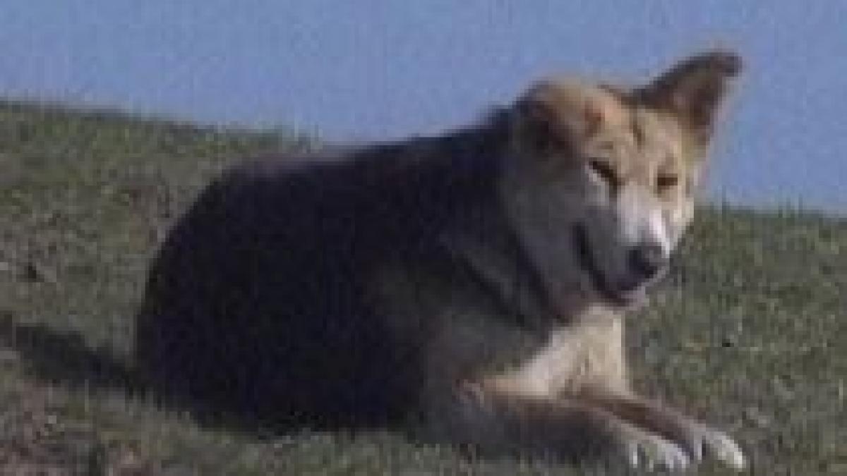 primaria generala vrea sa mute cainii comunitari la un adapost din prahova video