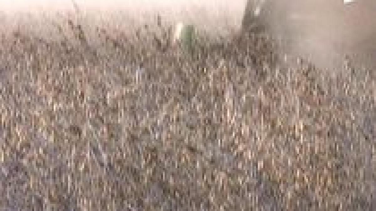 romania teren profitabil pentru cultivarea plantelor modificate genetic