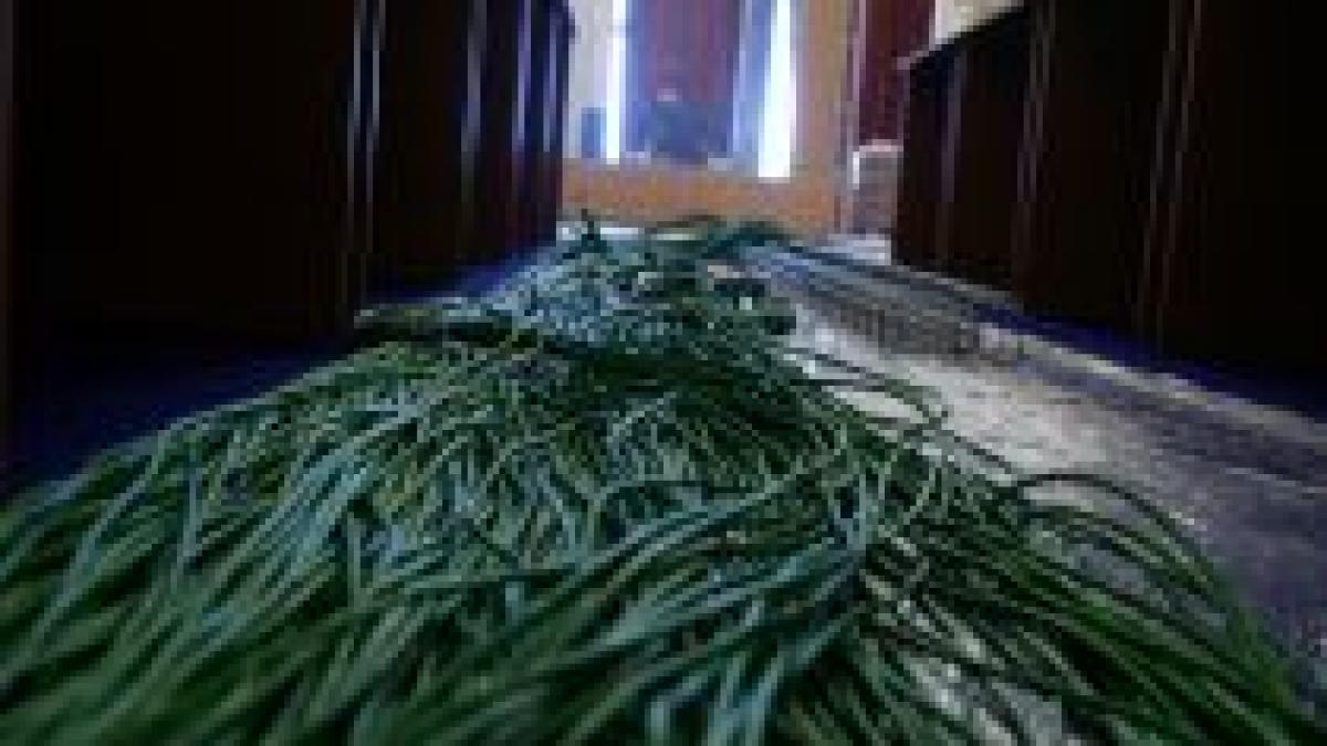 trei tineri audiati pentru furtul unor cabluri de telecomunicatii ale parlamentului si ministerului