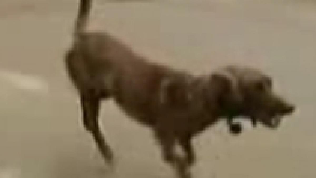 un american a fost condamnat la inchisoare pentru ca a latrat la un caine politist video