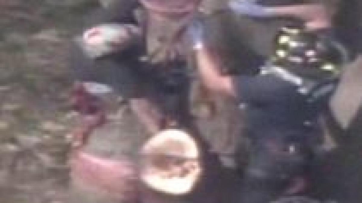 american captiv in copac in timp ce taia crengile uscate video