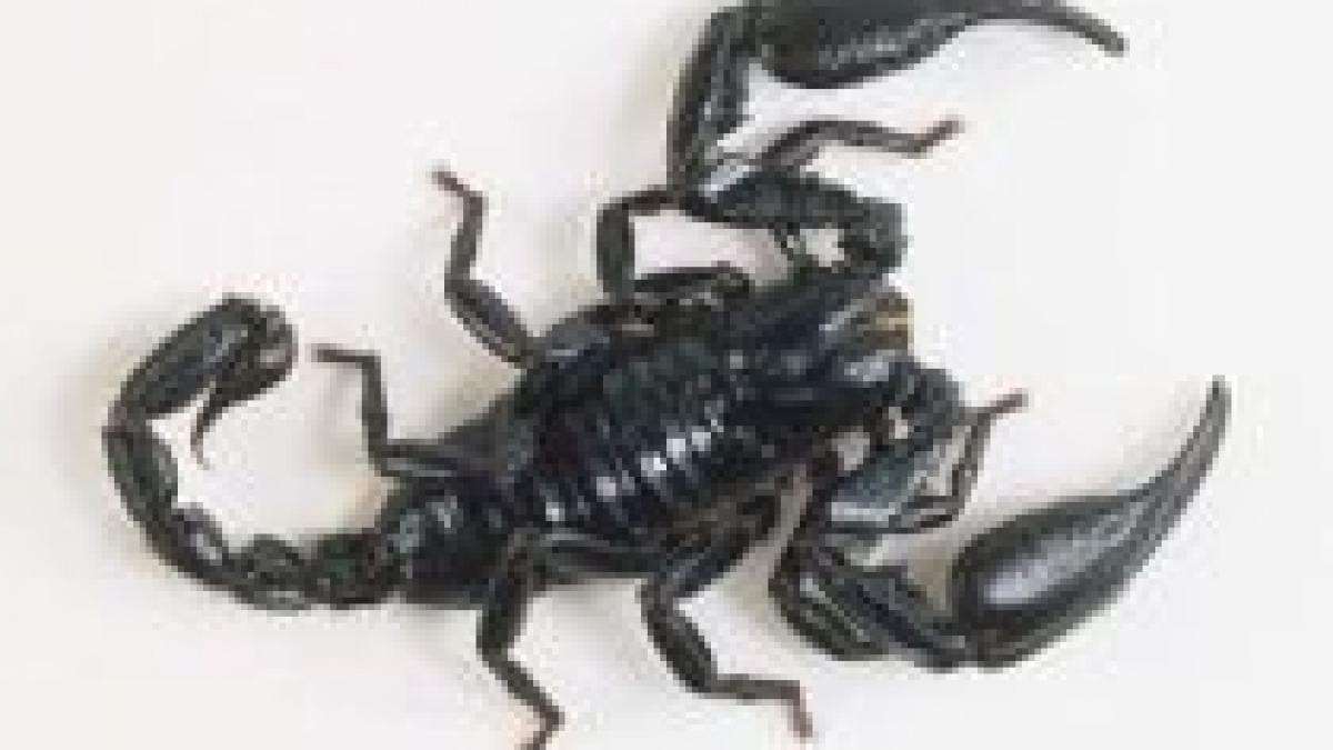 medicii din cuba vor sa omologheze un medicament anti cancer din venin de scorpion