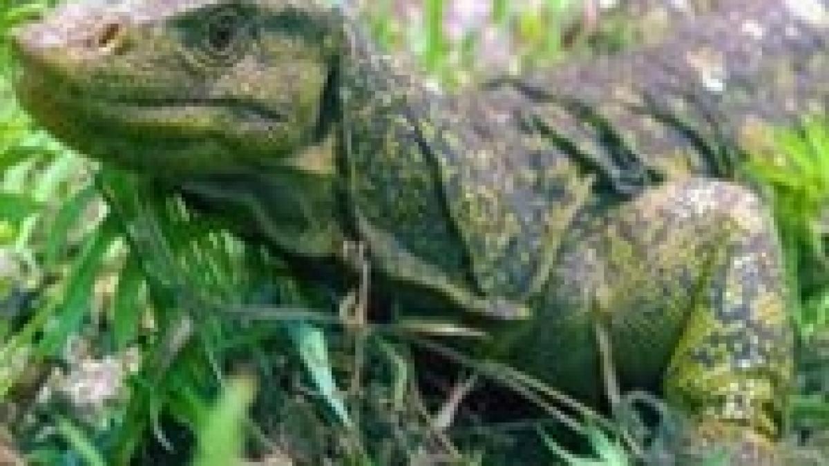 o noua specie de soparla uriasa cu penis dublu descoperita in filipine