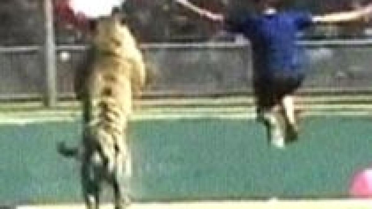 spectacol riscant la un zoo din arizona ingrijitorii se scalda alaturi de ursi grizzly si de tigri