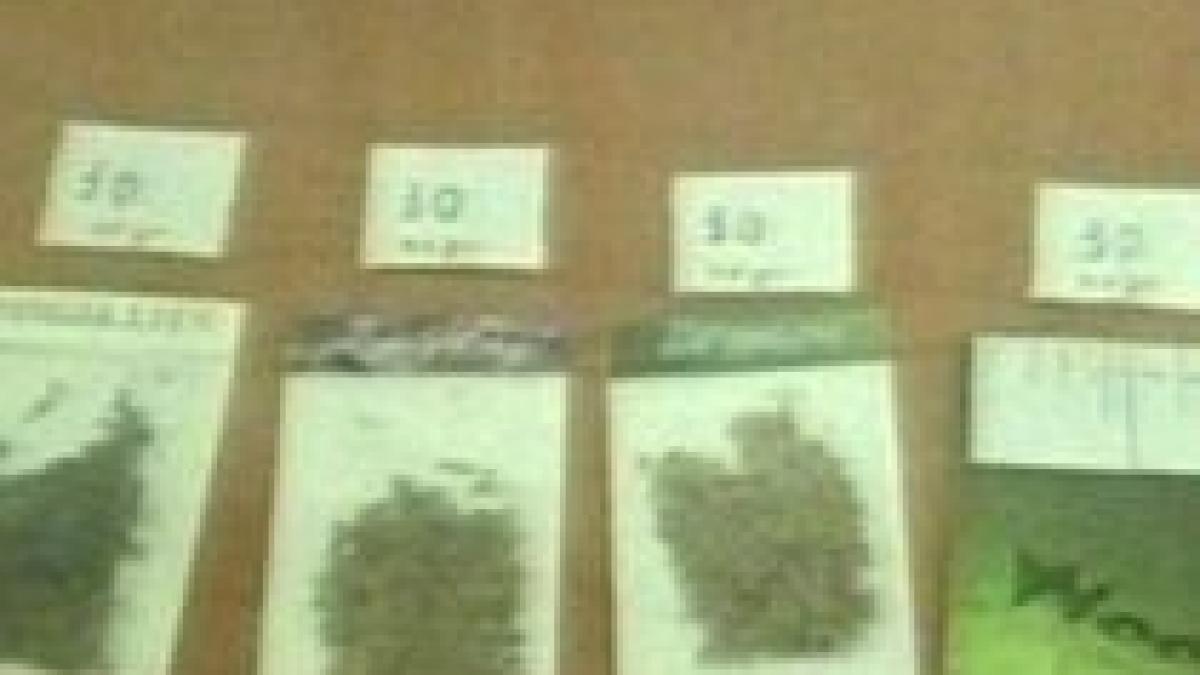 etnobotanicele lovesc din nou doi tineri din iasi la spital dupa ce au consumat substante care nu