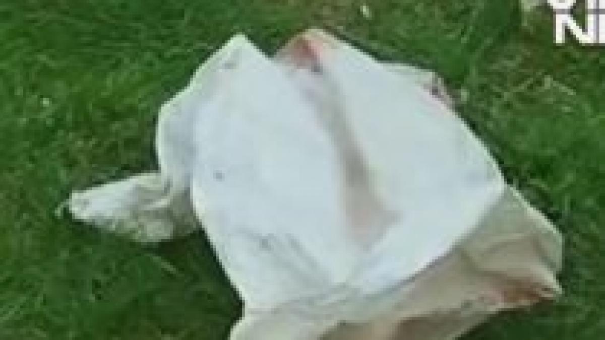 imagini socante un barbat si a decapitat tatal si s a plimbat cu capul prin sat video