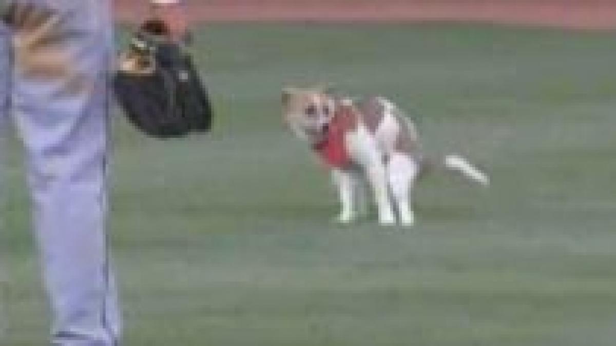 cel mai rapid jucator de baseball un caine hiperactiv video