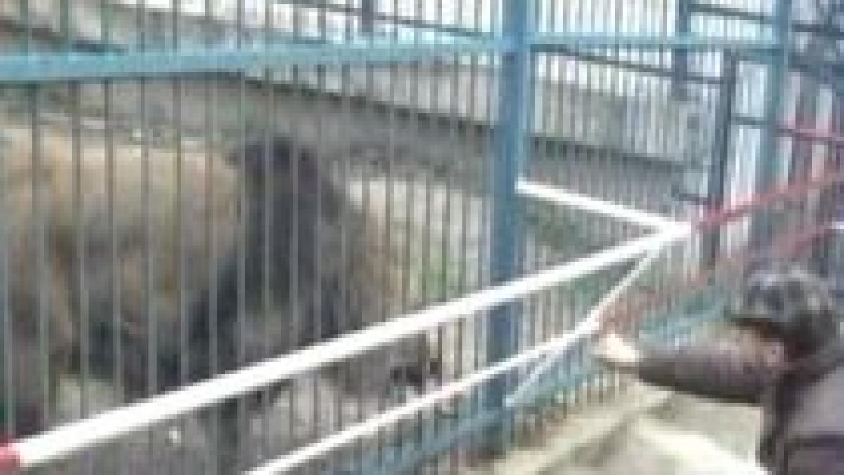 brasov copil scalpat de leu la gradina zoologica video