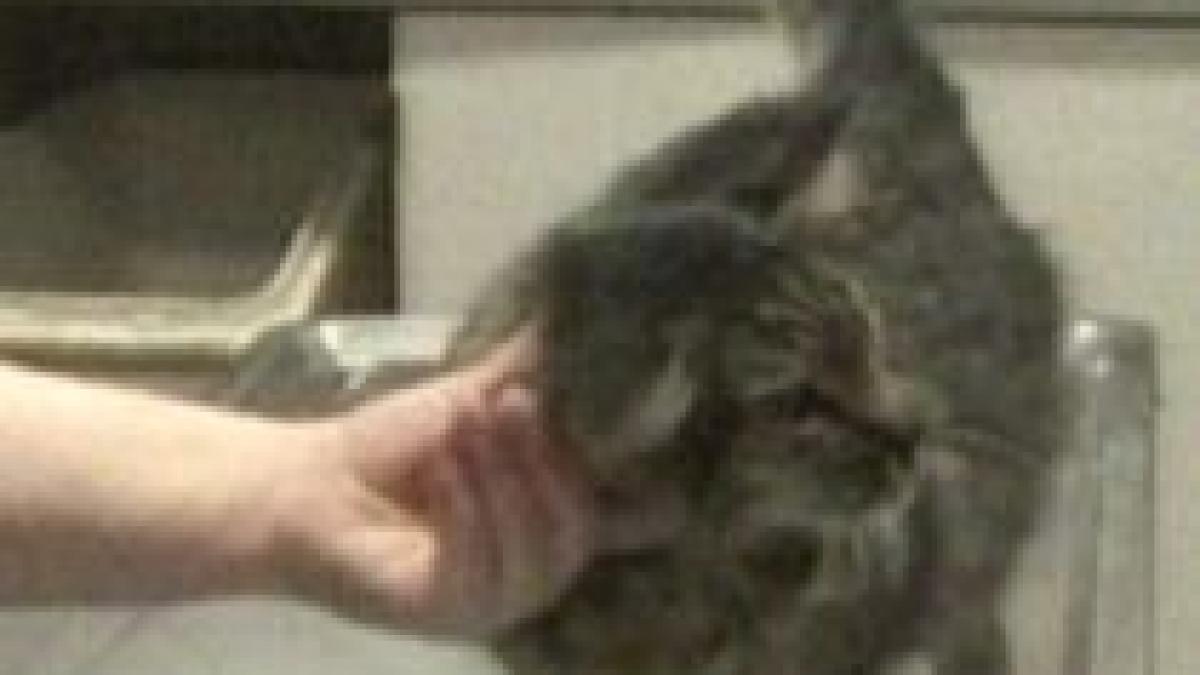 o pisica ratacita a fost gasita dupa opt luni la 2 000 de kilometri de casa video