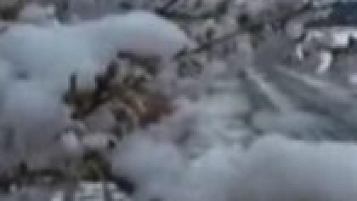 zapada a acoperit ciresii infloriti din japonia video