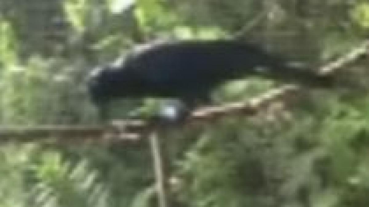 corbi inteligenti pot folosi trei unelte pentru a ajunge la hrana video