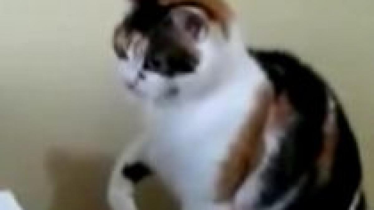 creierul pisicii luat ca model pentru realizarea unor cipuri de ultima generatie