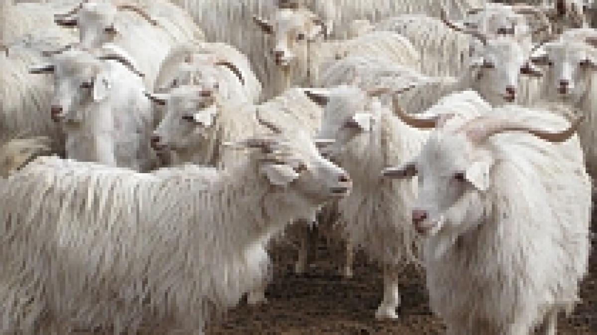 china a modificat genetic si a clonat capre pentru o productivitate mai mare