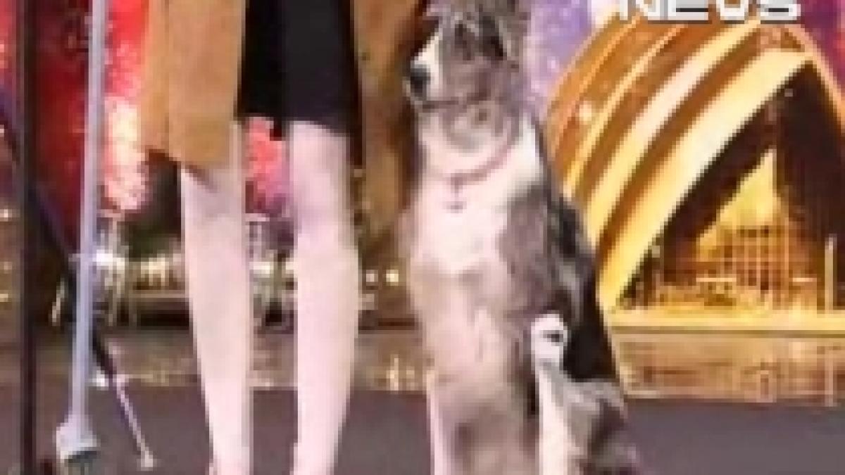 cel mai talentat caine de la britain s got talent a incantat audienta si juriul video