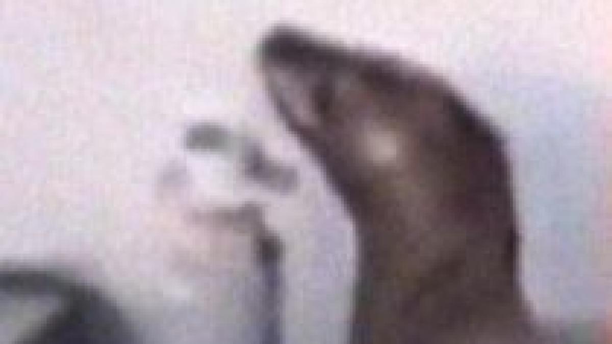 musafir neobisnuit s a trezit cu un pui de foca pe acoperis video