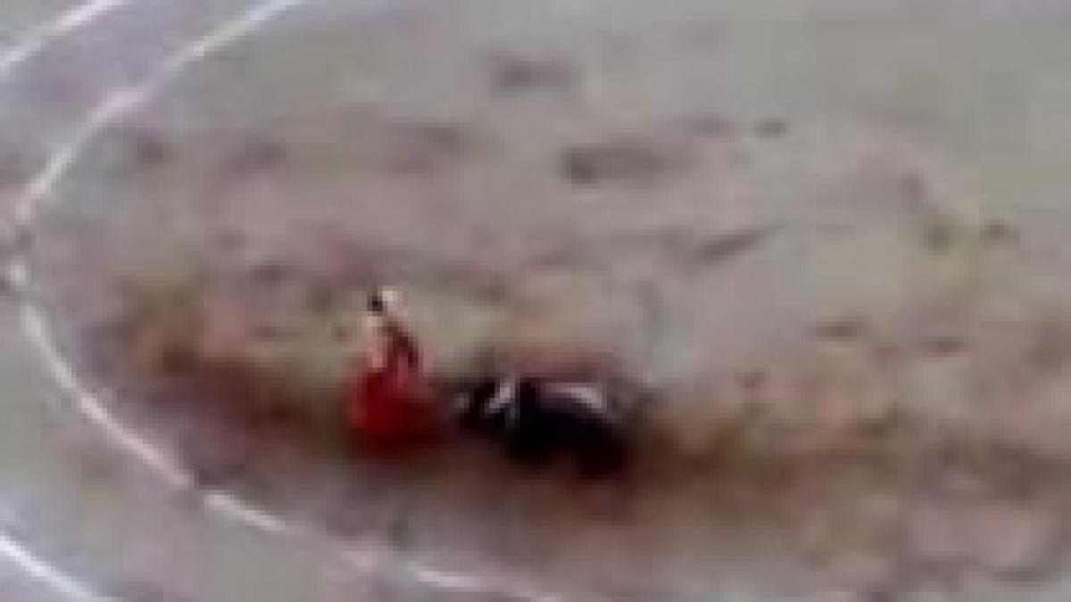 toreador renumit ranit grav in timpul unei coride video