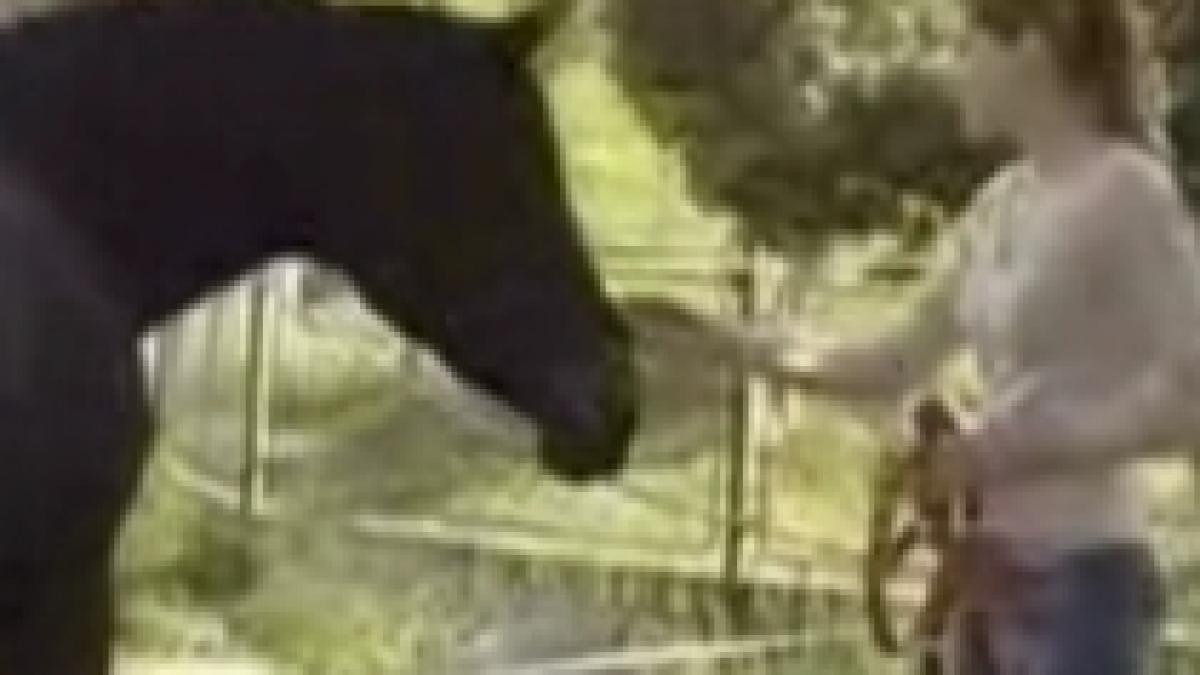 caii profesori de comunicare non verbala 3 000 de euro pretul unui curs de trei zile video